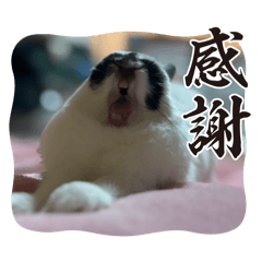 cmoonr_20251223223059