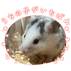 Kazebashi_20251223230611