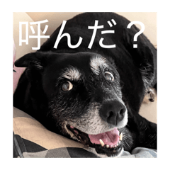 Yotsubamugi_20251223230356