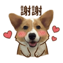 柯基犬達嘟