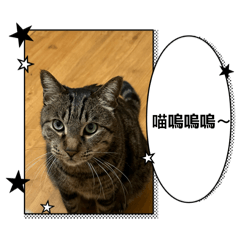 喵嗚~~~~