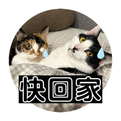 小酷咪寶貝(⁎⁍̴̛ᴗ⁍̴̛⁎)