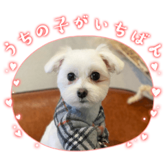 taraco_20251223234734