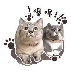 短腿喵兄妹choco & hana