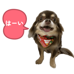 チワワのちょこ太