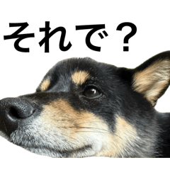 lemonegg_20251224001146