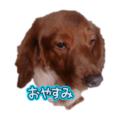 minityuadakkusu lira