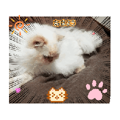 goro's_20251224105320