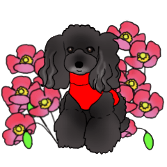 COO-chan 4 : Black Toy Poodle