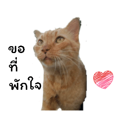 hello chat ikigai_20251224002209