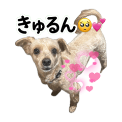 kamekichi_20251224091332