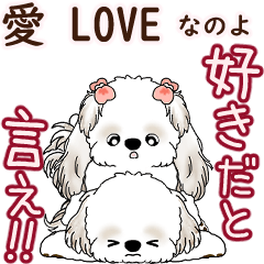 Moving Shih tzu 2025 (It's love)