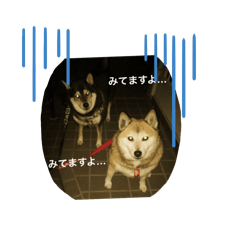 kinako_20251222015905