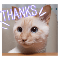 Male cat Kinako's daily life selection3