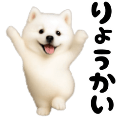 Dance  samoyed