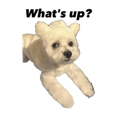 Misaki's stamp_20251222023500