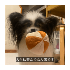 mydog_20251224015925