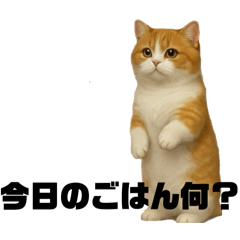 Chataro, the healing short-legged cat