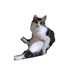 妮妮&黑黑&小隻