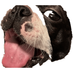 eringi inu_20251224082942