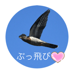 mitsuo_20251222104606