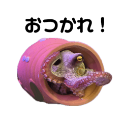 mochi_20251222085225