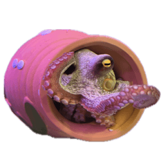 mochi_20251222085016