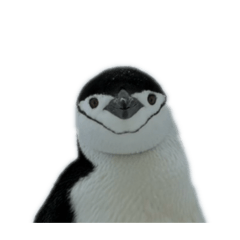 atasusanto_20251222105012