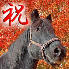 Japanese horse BIG face picture