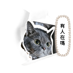 貓貓心裡有話
