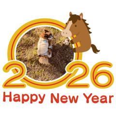 可愛いチワワCUTEdog