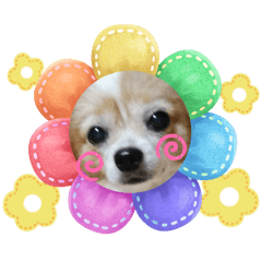 Sachi_20251224123928a