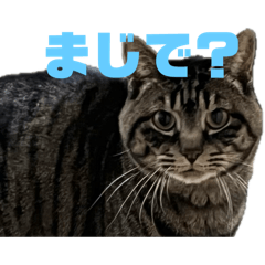 maruco_20251224130431