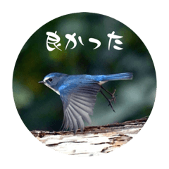 mitsuo_20251222140739