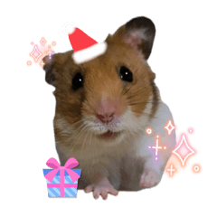 aimaru_20251224140955