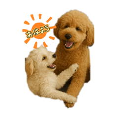 poodleLIFE_20251224175840