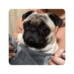 harapekoonigiri_20251224181246