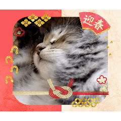 ARAIMINAKO_20251222221144