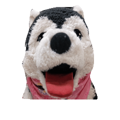 my English is like a husky 2.0