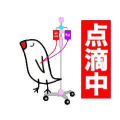 文鳥さん病院へ1