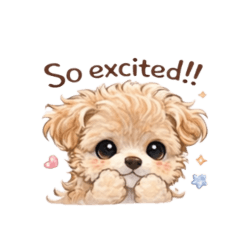 Money Maltipoo 日常2