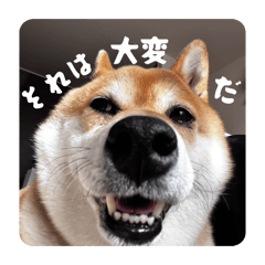 Momai_20251224172348