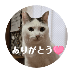 Sakura_20251224224845