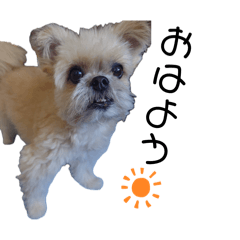 Pomeranian watage_20251224183442