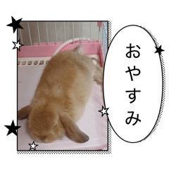 うさぎのルナくん