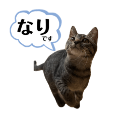 mutta_20251224213945