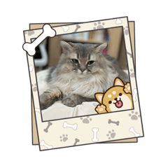 Phupa_20251224143116