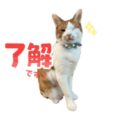 haruna_20251223133748