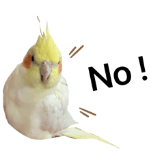 雷檬「玄鳳鸚鵡表情包」1