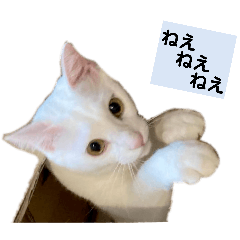 うちのココナッツ ver.3 - LINE スタンプ | LINE STORE